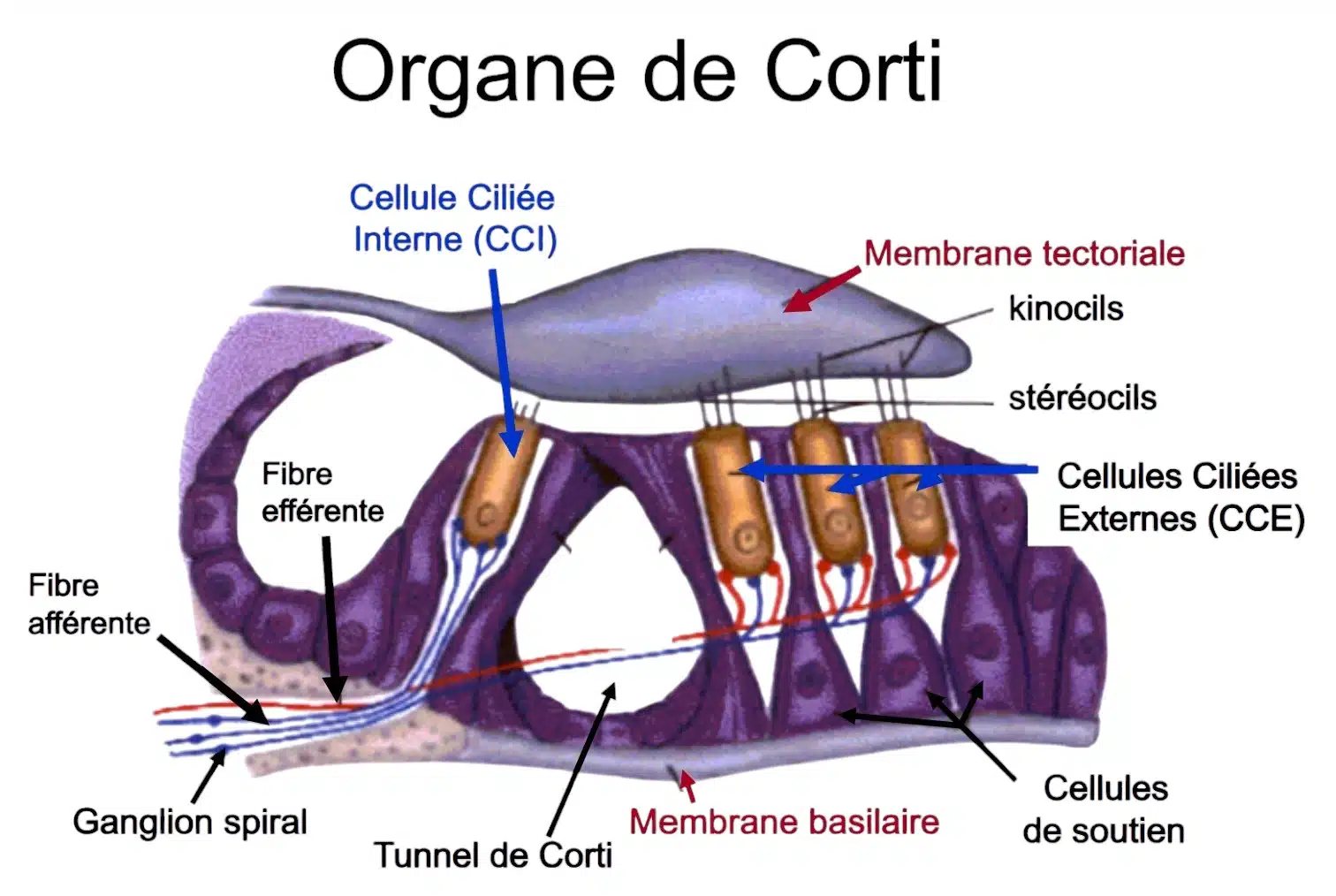 La membrane basilaire